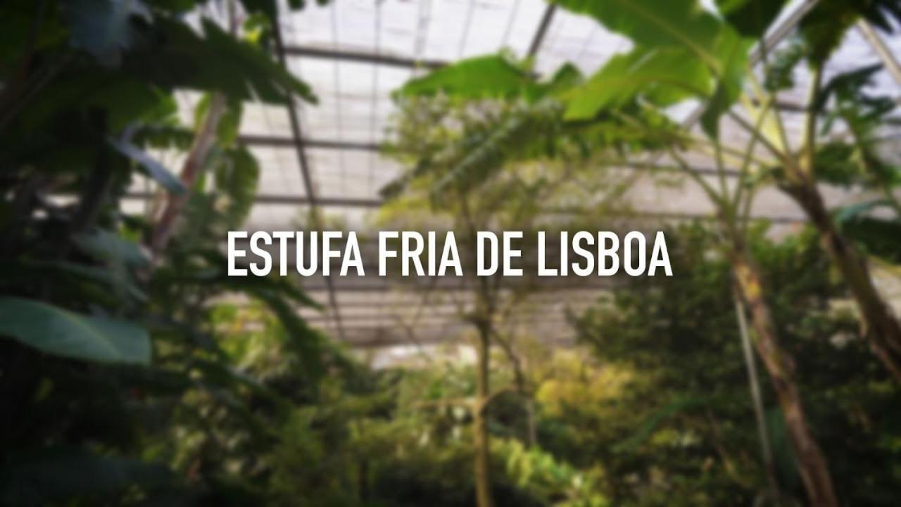 Chez Jacqueline Διαμέρισμα Lisboa Εξωτερικό φωτογραφία